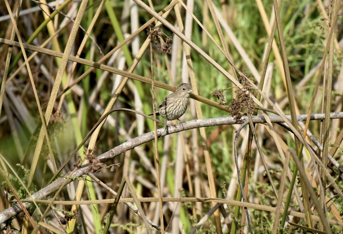 hýl rudoprsý - ML642510362