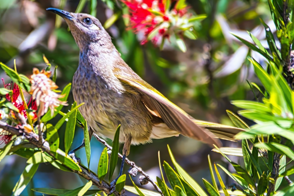 Brown Honeyeater - ML642510369