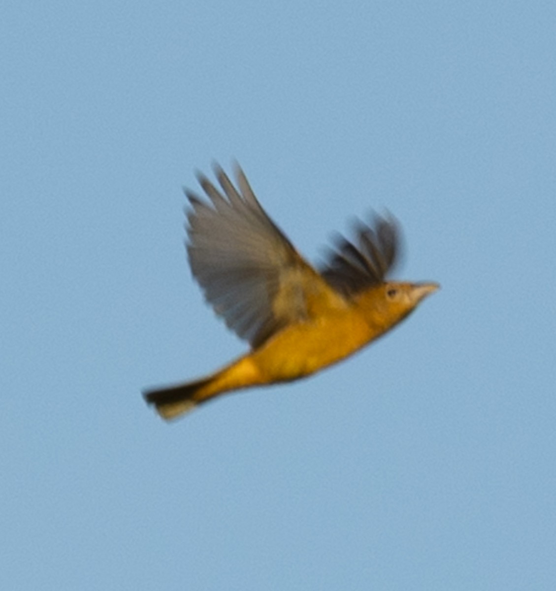 piranga ohnivá - ML642510371