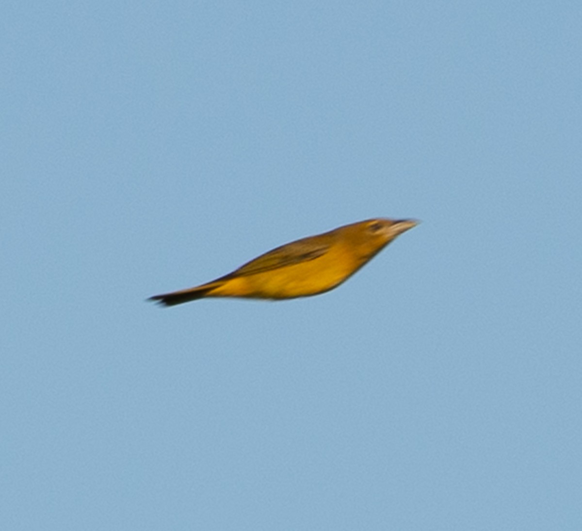 papežík modrý - ML642510373