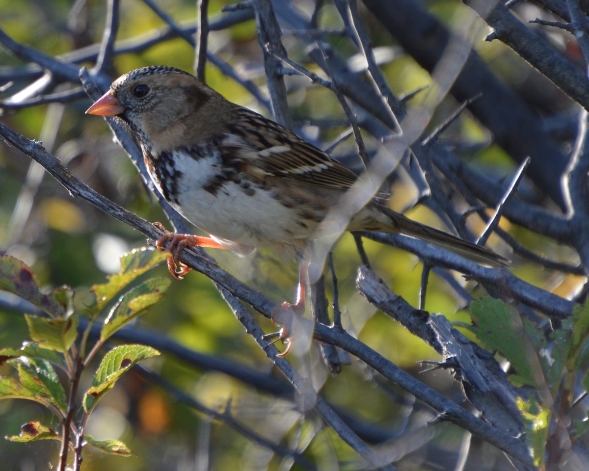 Harris's Sparrow - ML642510381
