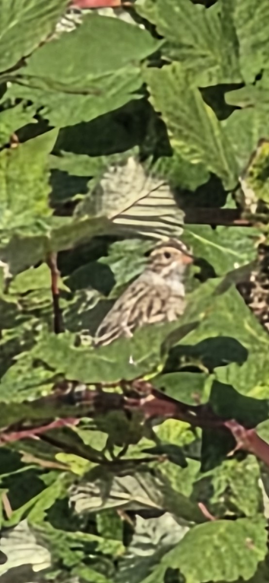Clay-colored Sparrow - ML642510385