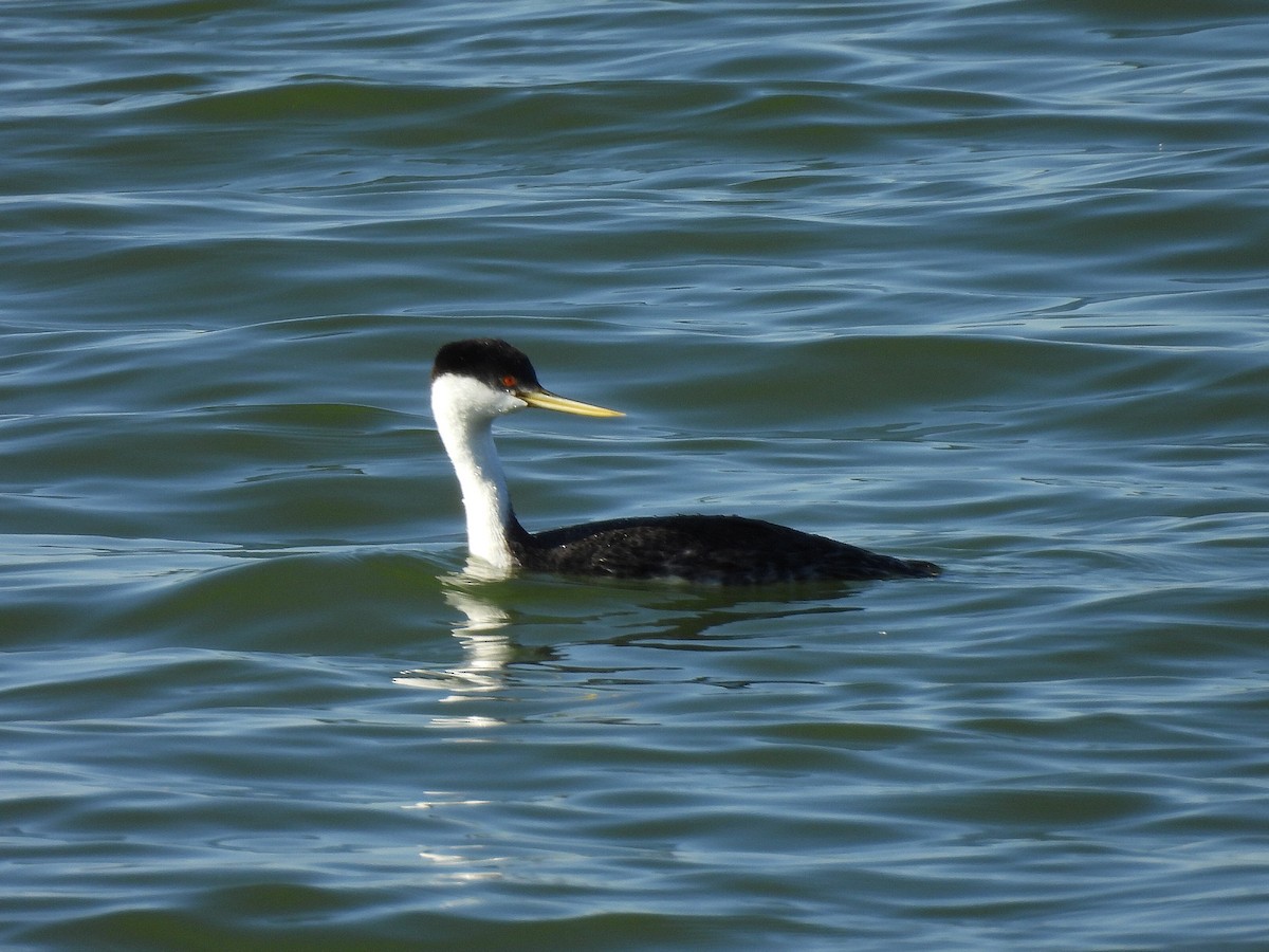 Western Grebe - ML642510389