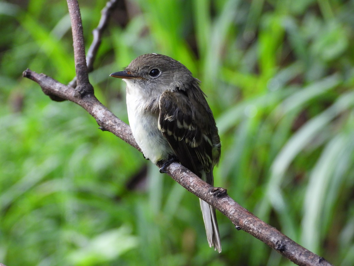 Alder Flycatcher - ML642510391