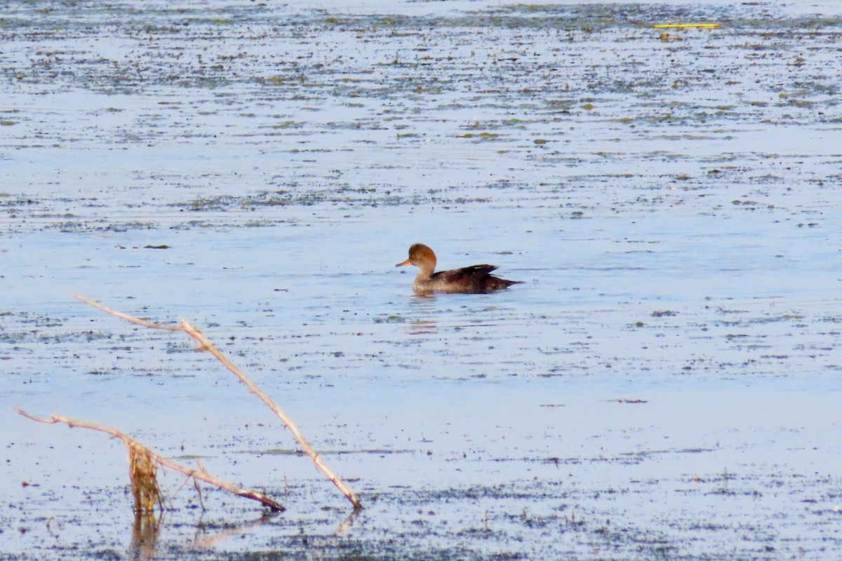 Hooded Merganser - ML642510395