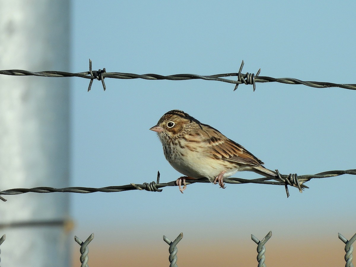 Vesper Sparrow - ML642510396