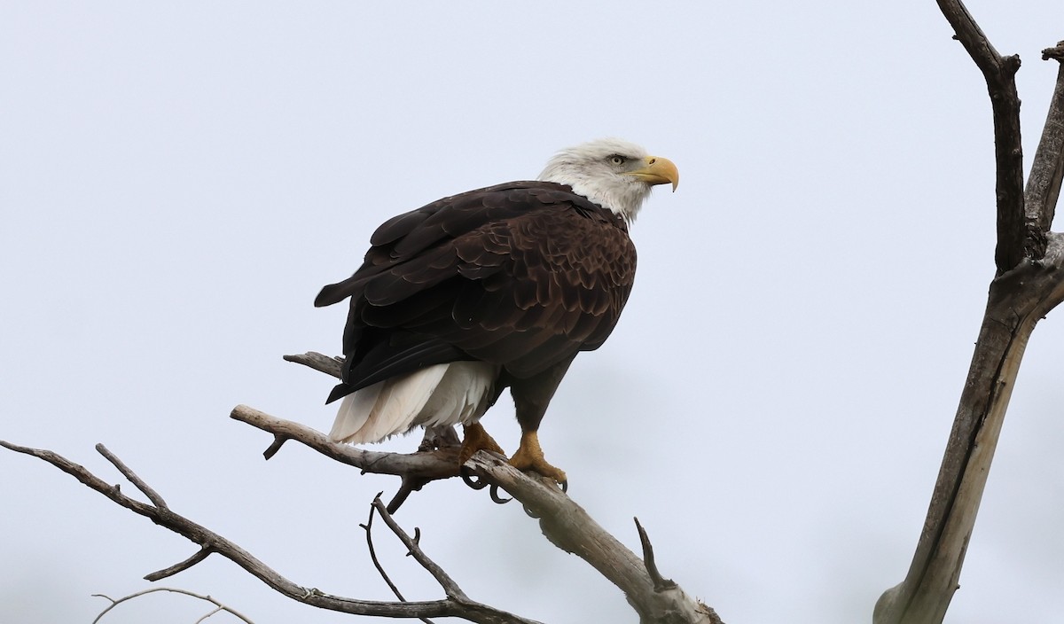Bald Eagle - ML642510398