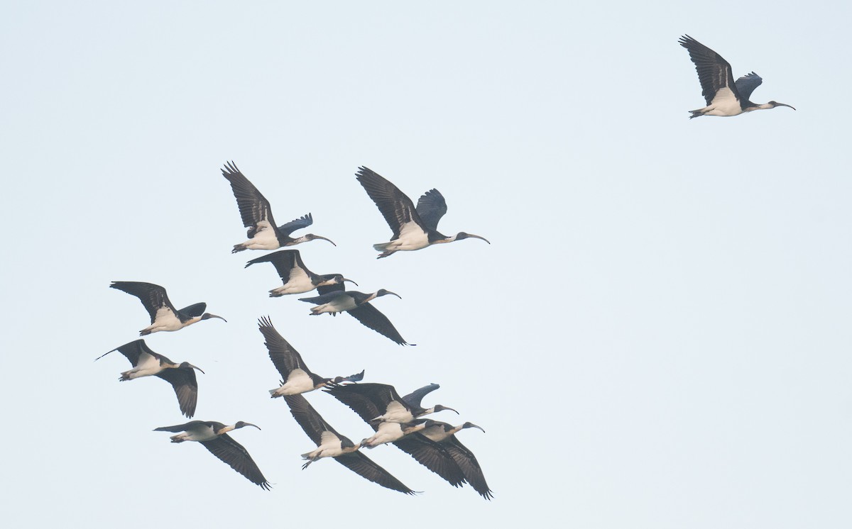 Straw-necked Ibis - ML642510399