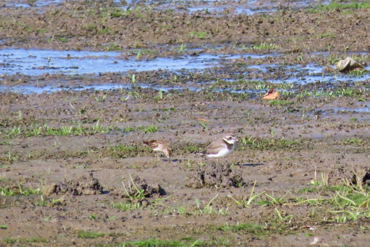 Semipalmated Plover - ML642510402
