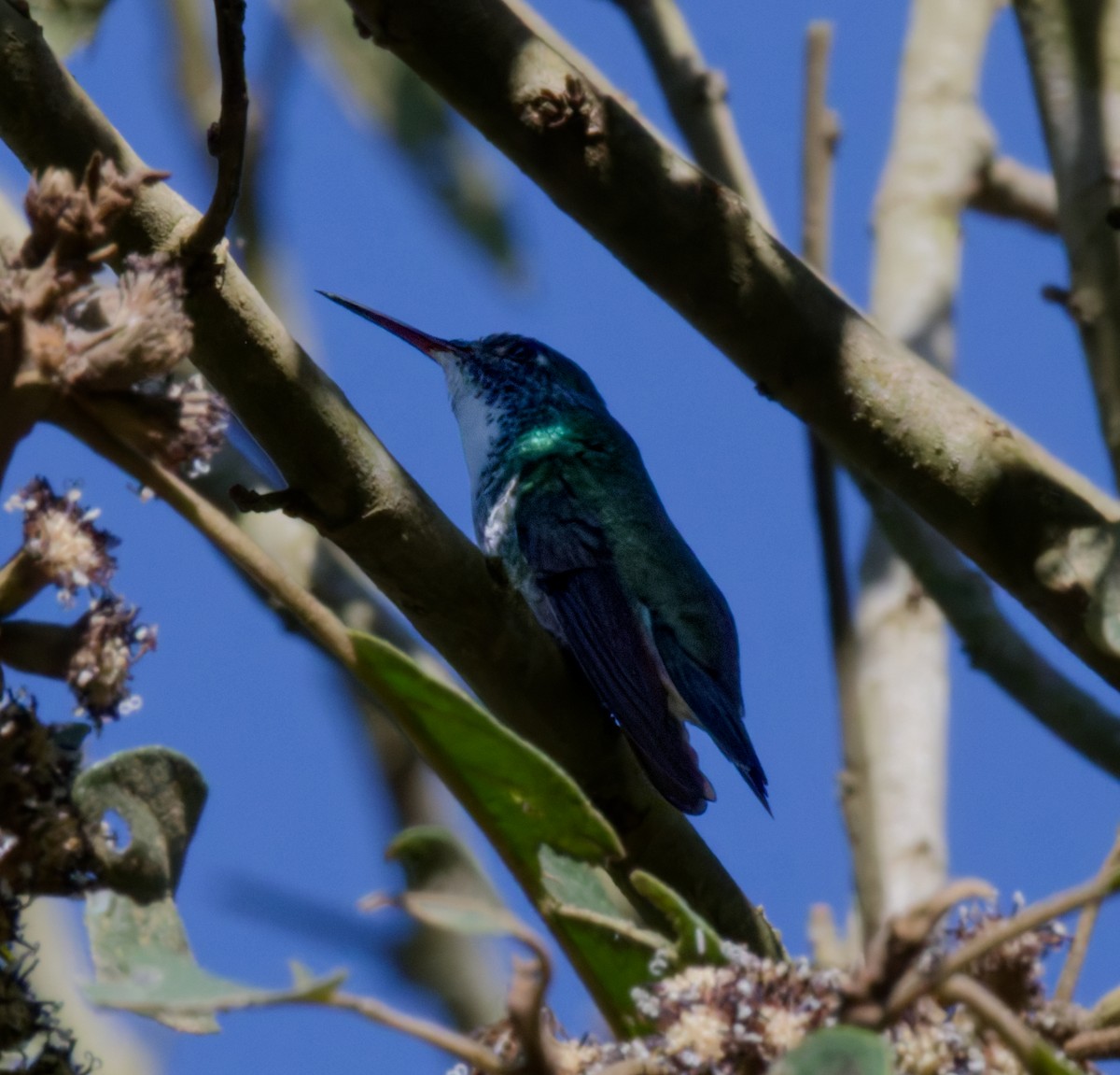 Versicolored Emerald - ML642510403