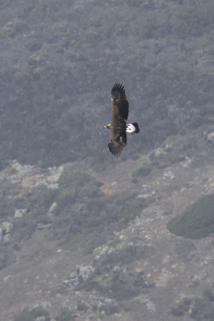 Golden Eagle - ML642510405