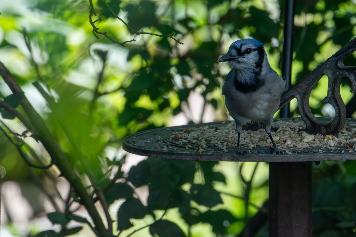 Blue Jay - ML642510407
