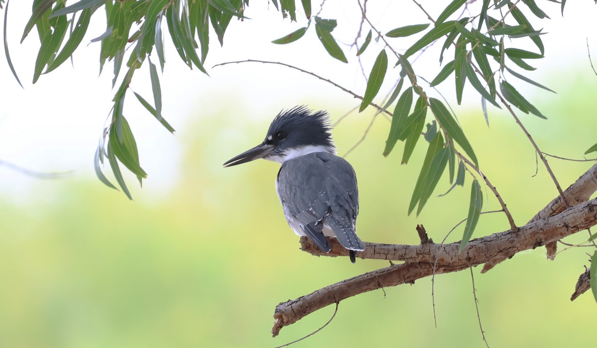 Belted Kingfisher - ML642510408