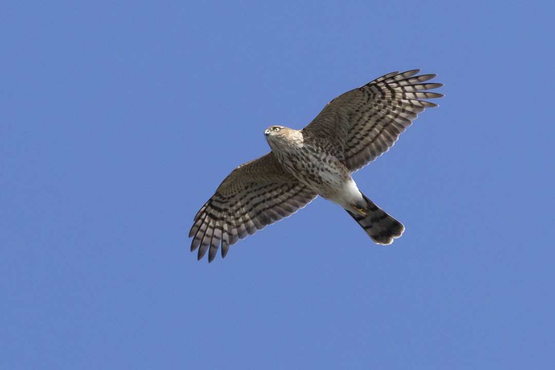 Sharp-shinned Hawk - ML642510409