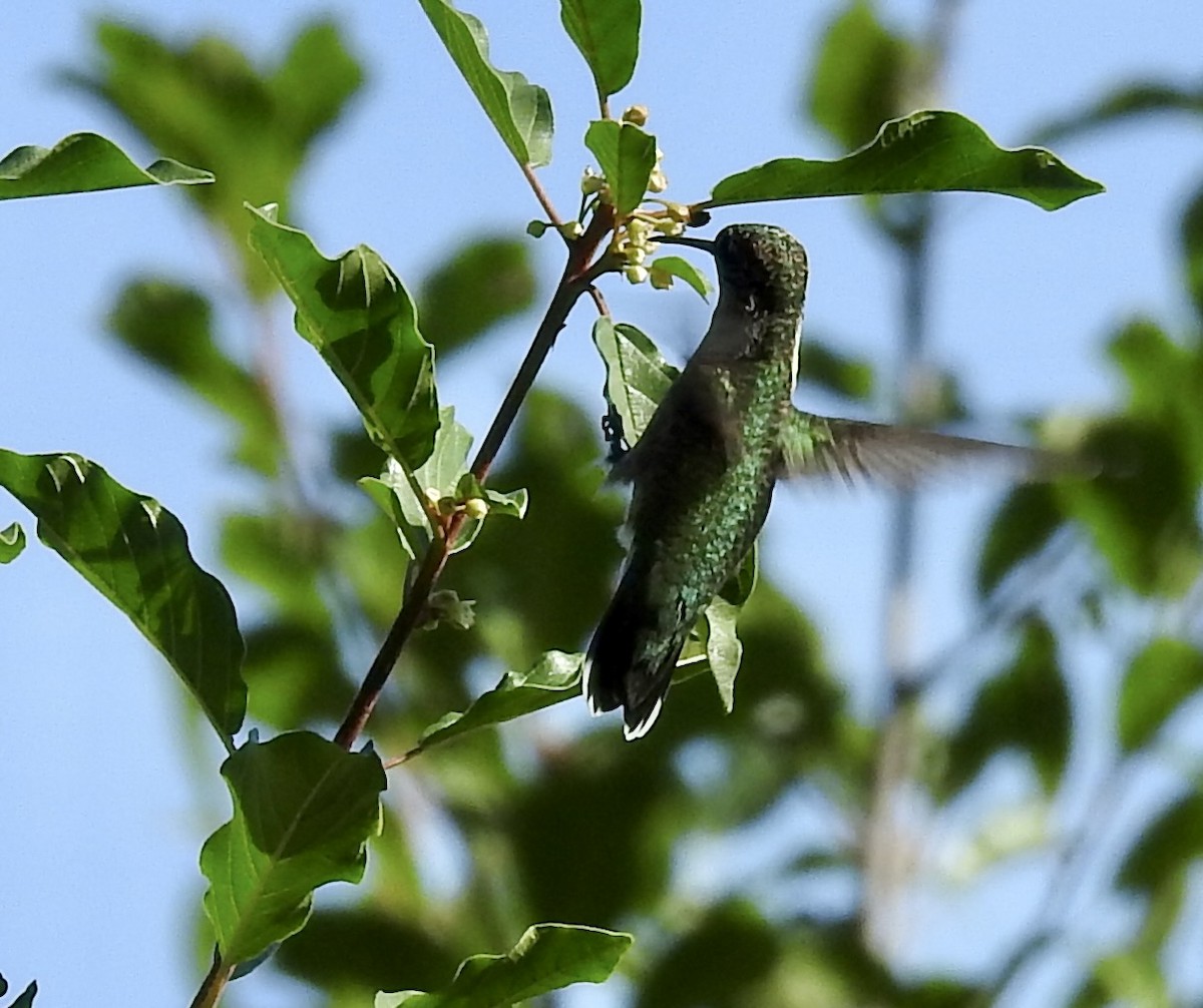 Ruby-throated Hummingbird - ML642510411