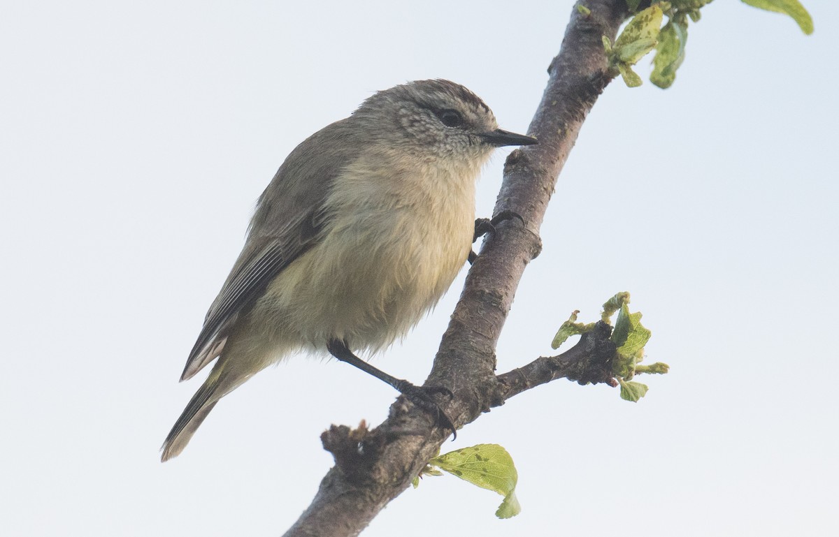 Yellow-rumped Thornbill - ML642510412
