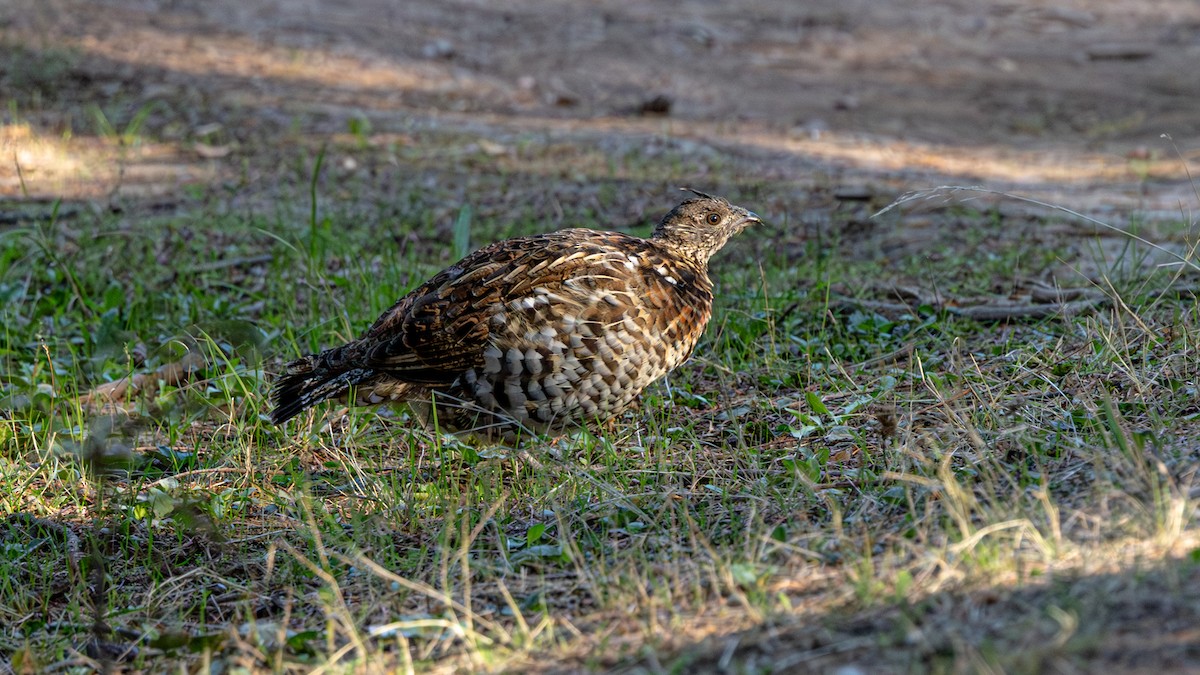 Ruffed Grouse - ML642510413