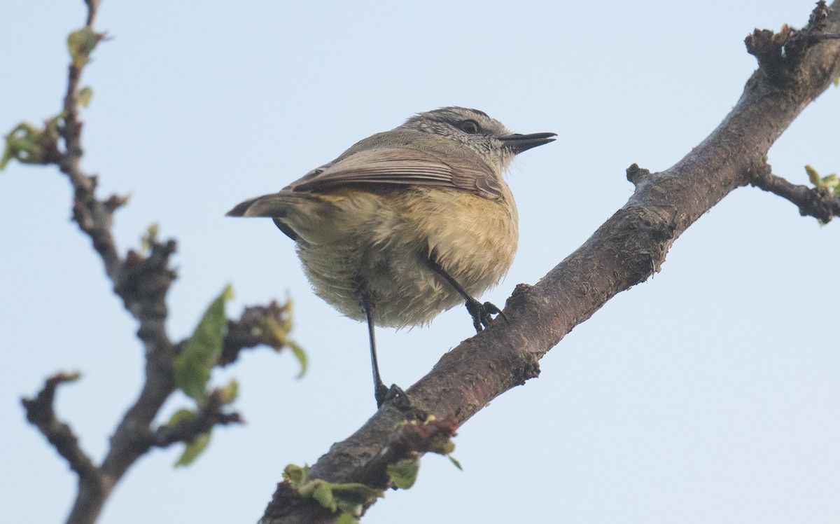 Yellow-rumped Thornbill - ML642510420