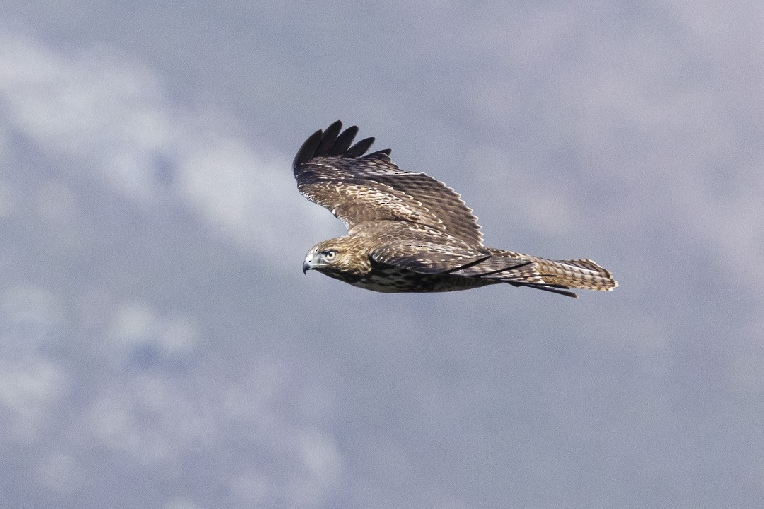 Red-tailed Hawk - ML642510421