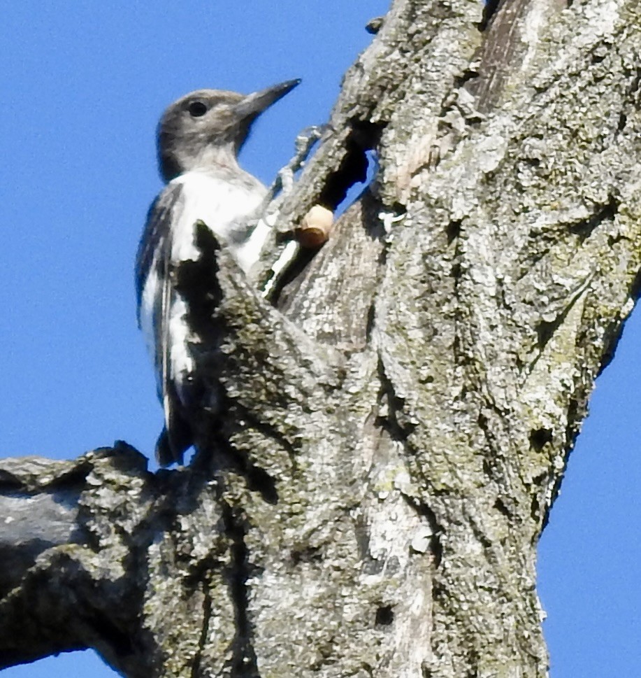 Red-headed Woodpecker - ML642510422