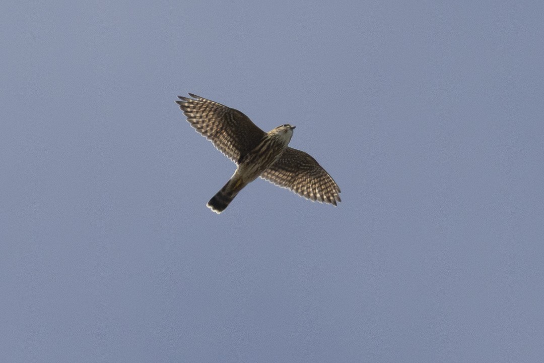 Merlin - ML642510432