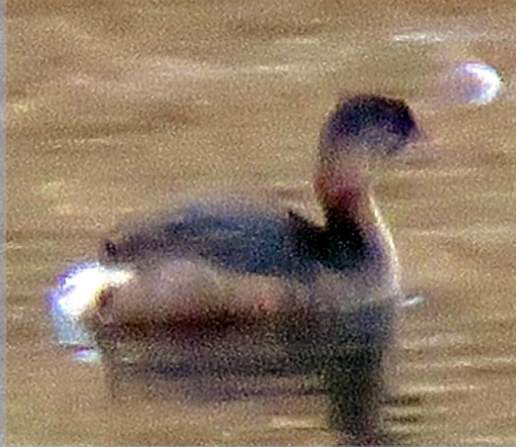 Pied-billed Grebe - ML642510433