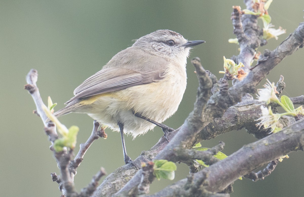 Yellow-rumped Thornbill - ML642510435
