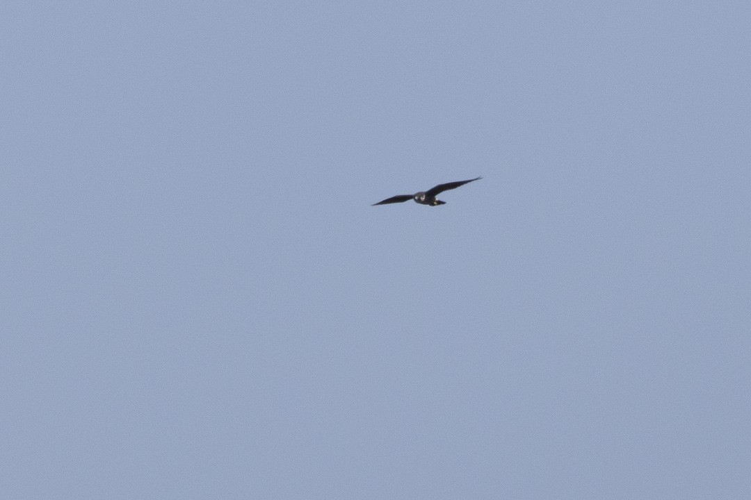 Peregrine Falcon - ML642510437