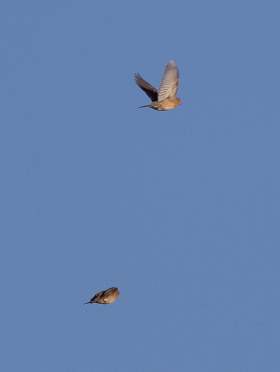 Blue Grosbeak - ML642510438