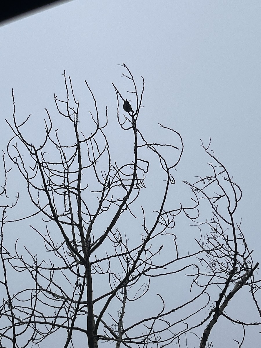 Northern Pygmy-Owl - ML642510466