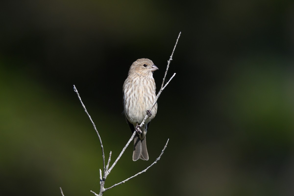 House Finch - ML642510510