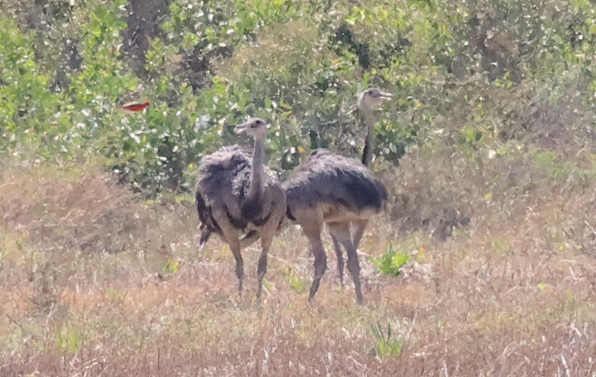 Greater Rhea - ML642510514