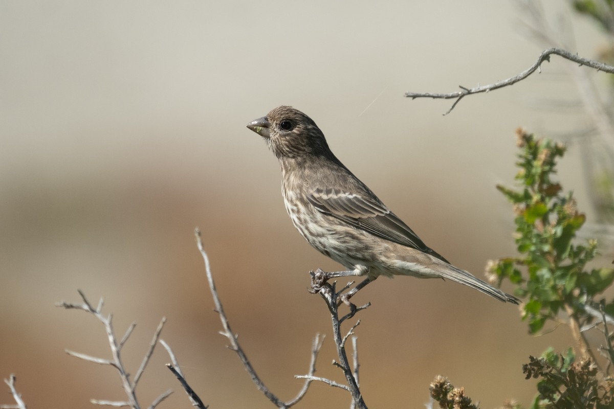House Finch - ML642510522
