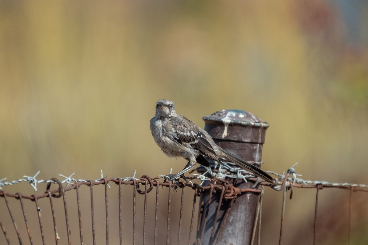 Northern Mockingbird - ML642510525