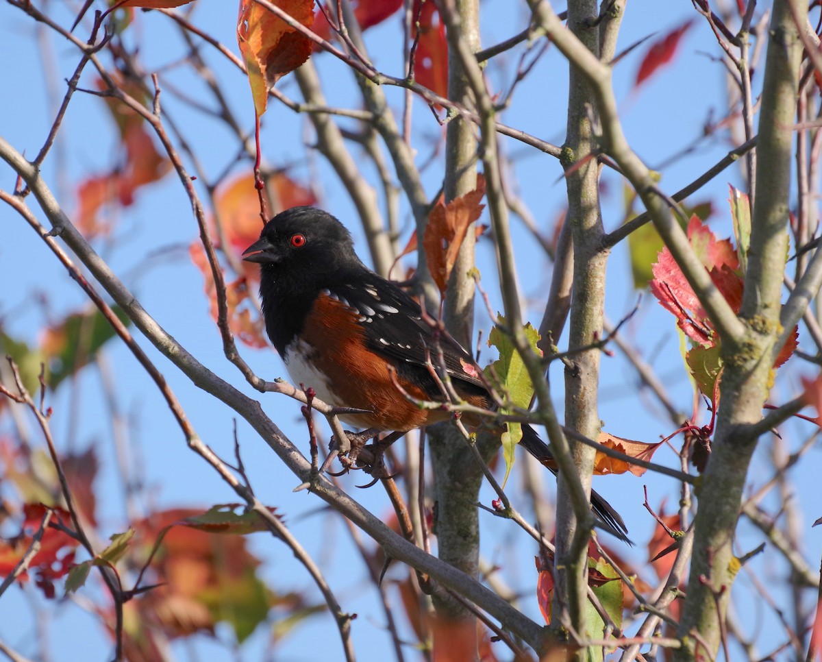 Spotted Towhee - ML642510541