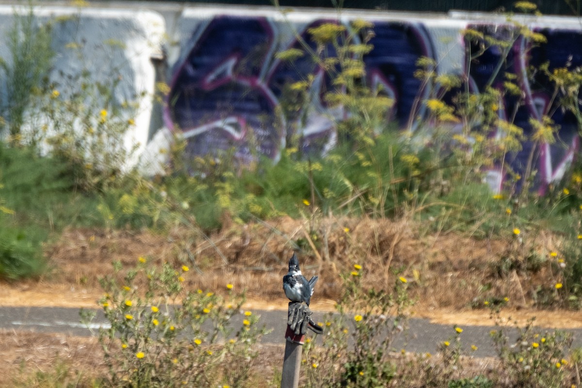 Belted Kingfisher - ML642510543