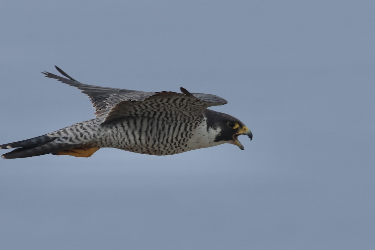 Peregrine Falcon - ML642510558