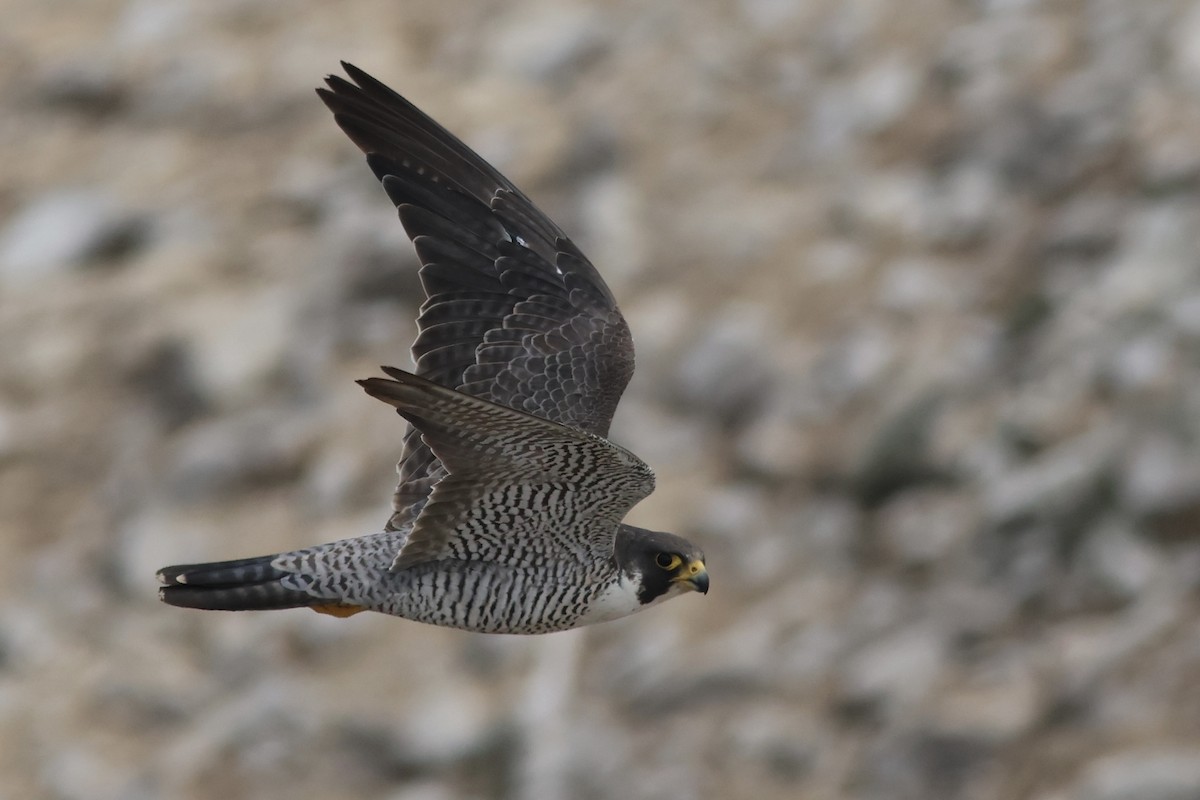 Peregrine Falcon - ML642510559