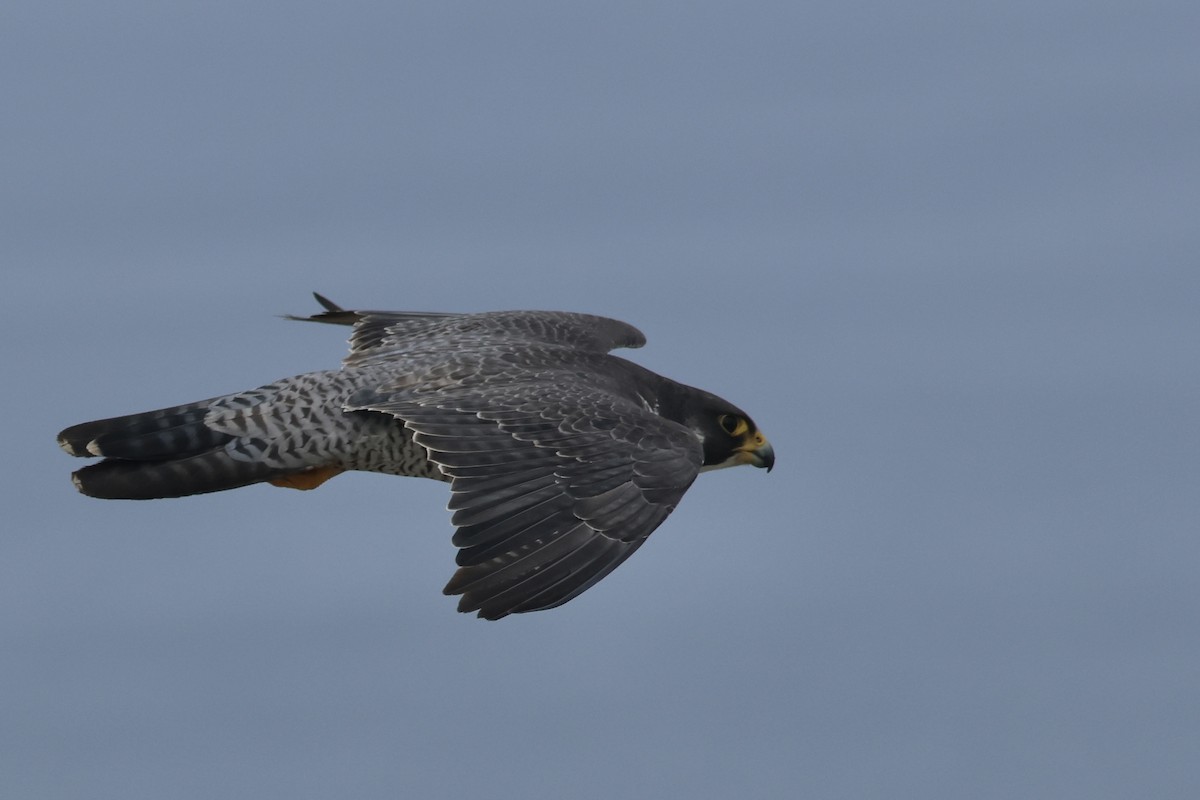 Peregrine Falcon - ML642510560
