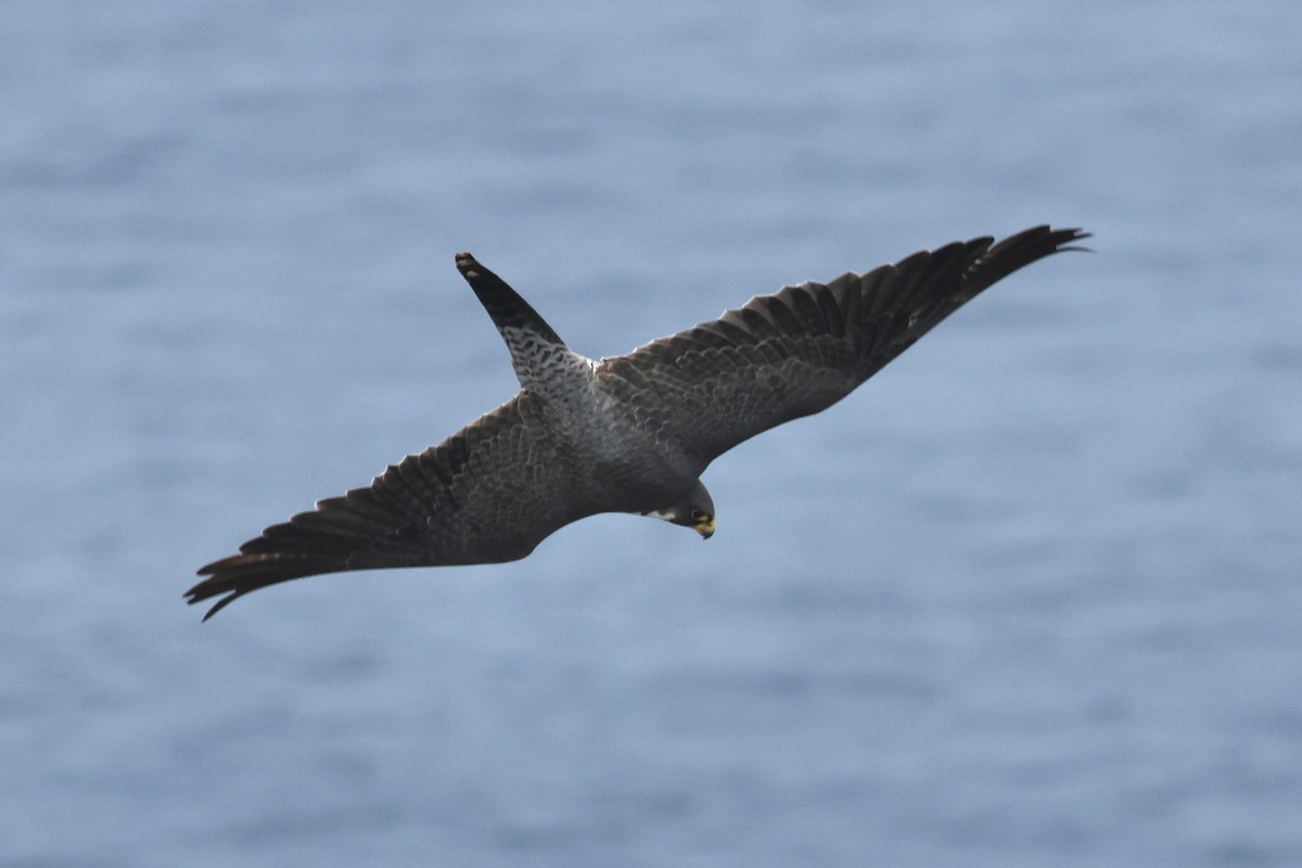 Peregrine Falcon - ML642510561