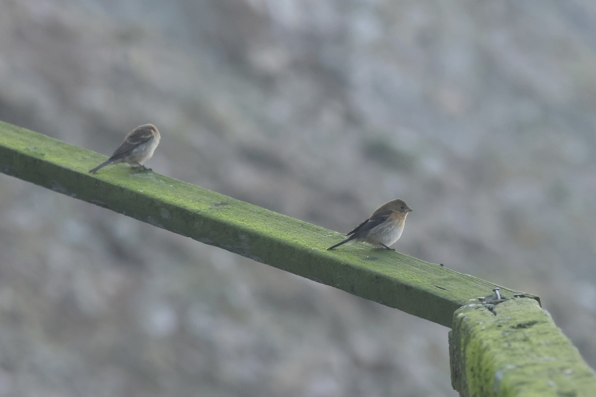 Lazuli Bunting - ML642510592