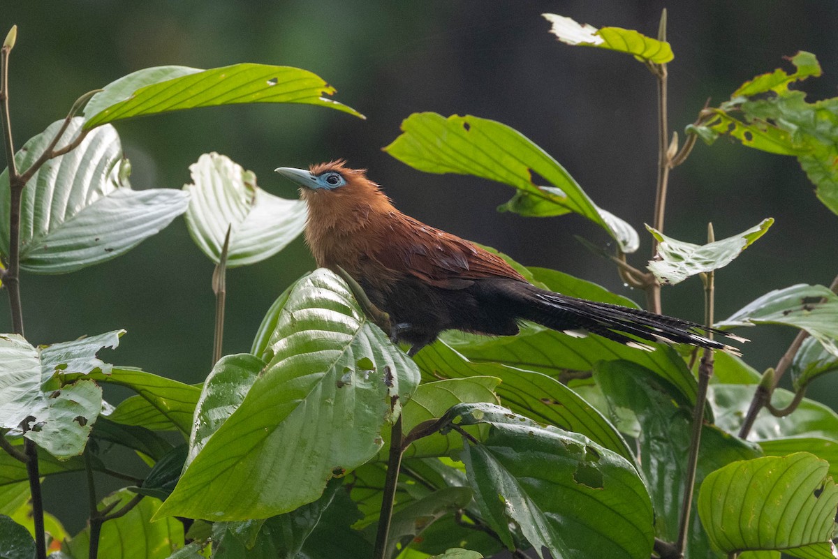 Raffles's Malkoha - ML642510595