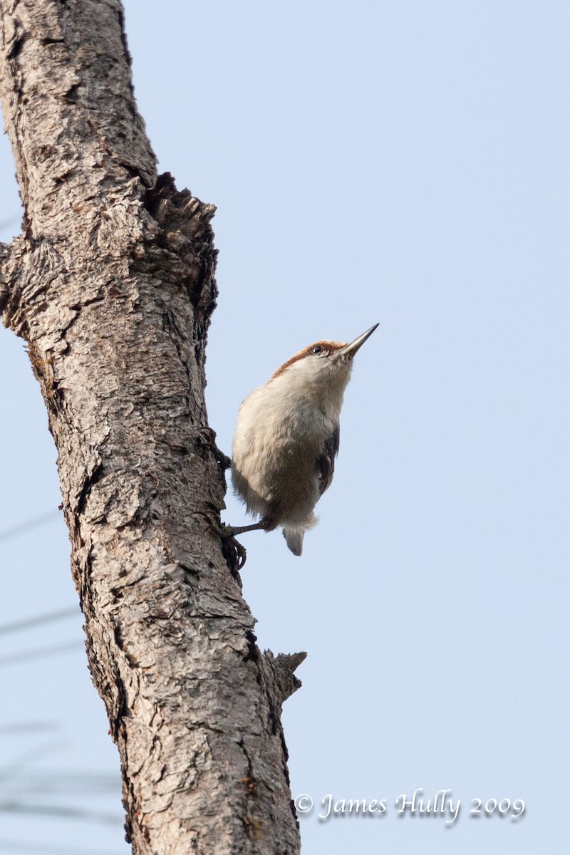 Bahama Nuthatch - ML642510616