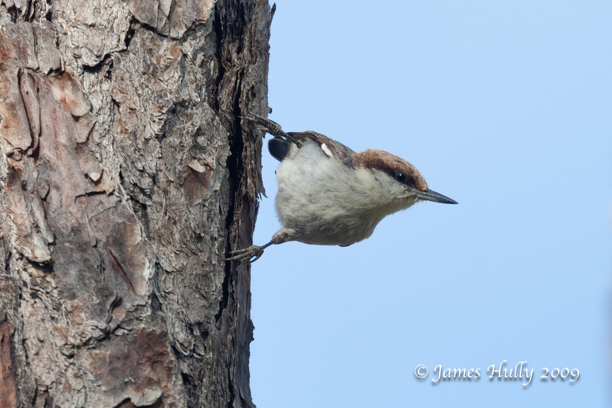 Bahama Nuthatch - ML642510618