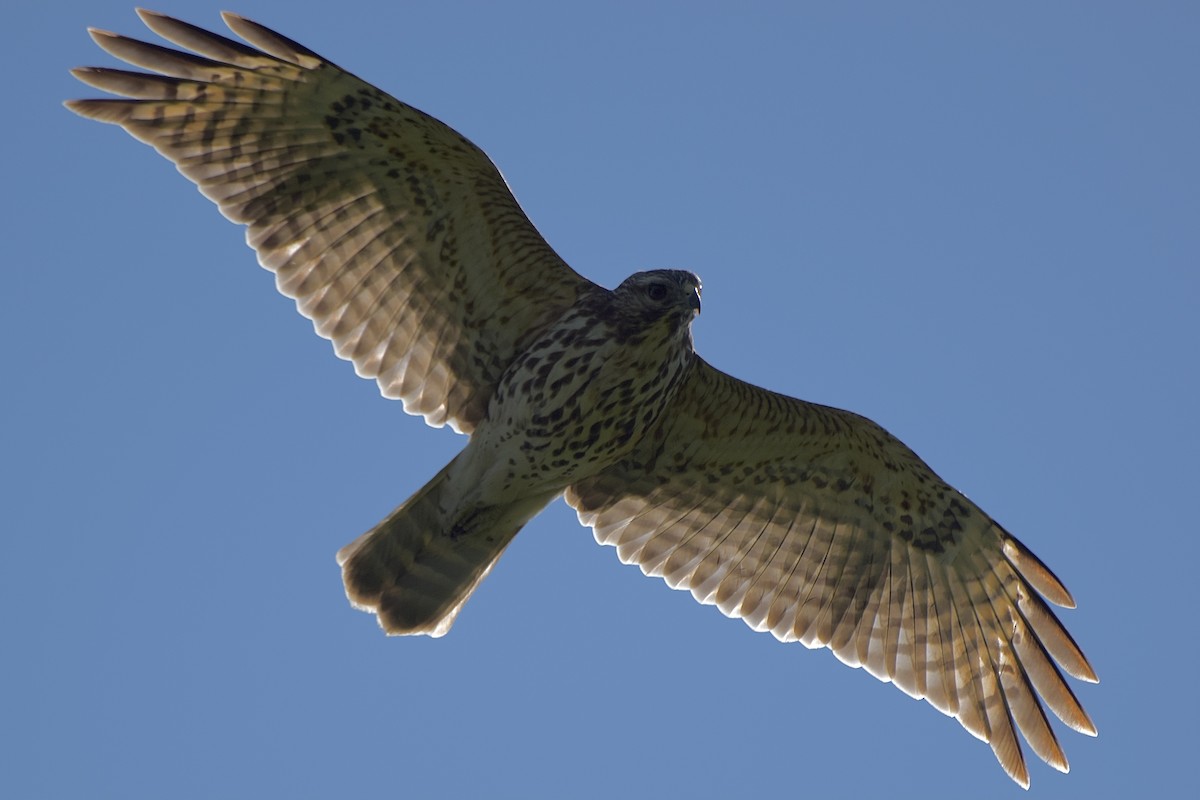 Red-shouldered Hawk - ML642510624