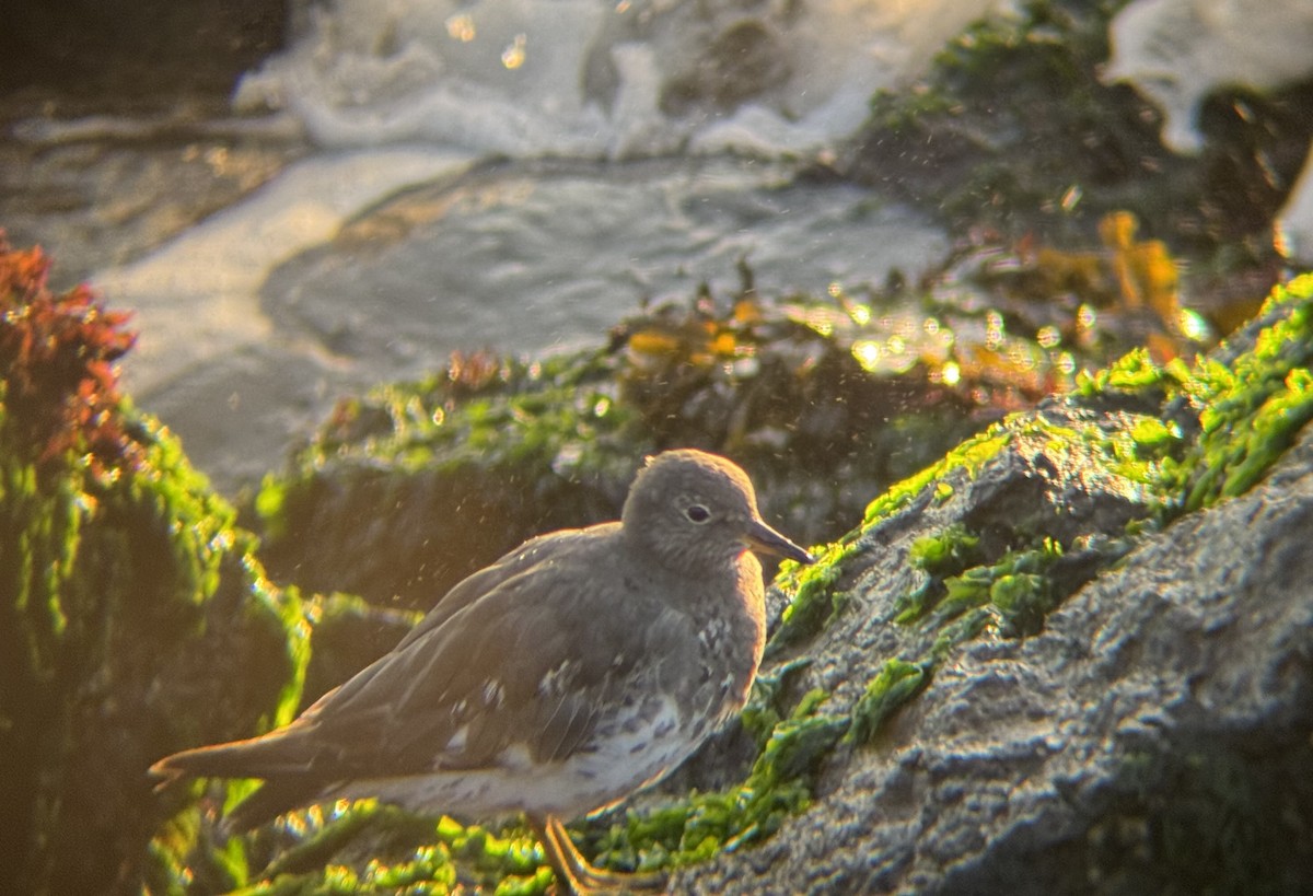 Surfbird - ML642510644