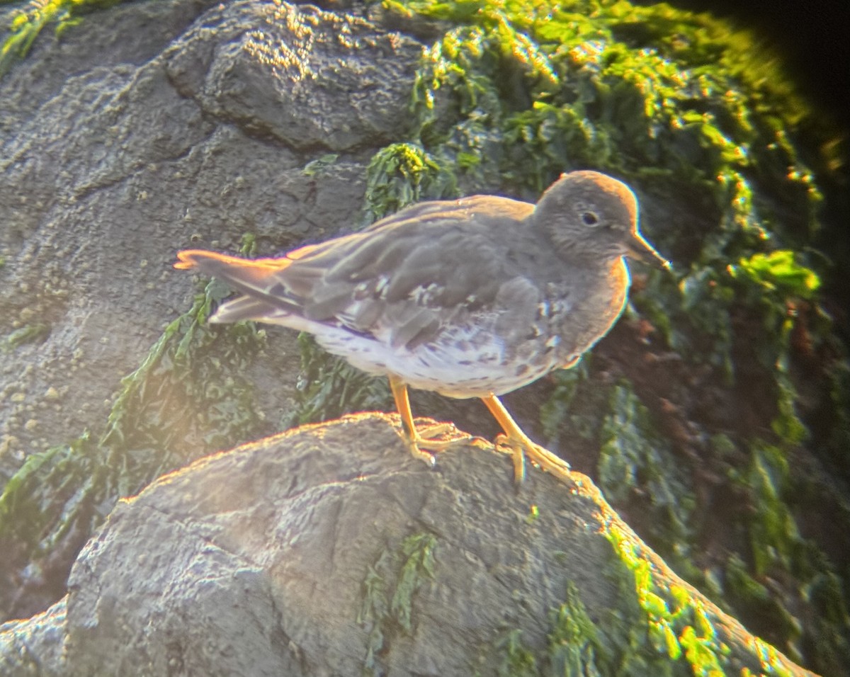 Surfbird - ML642510645
