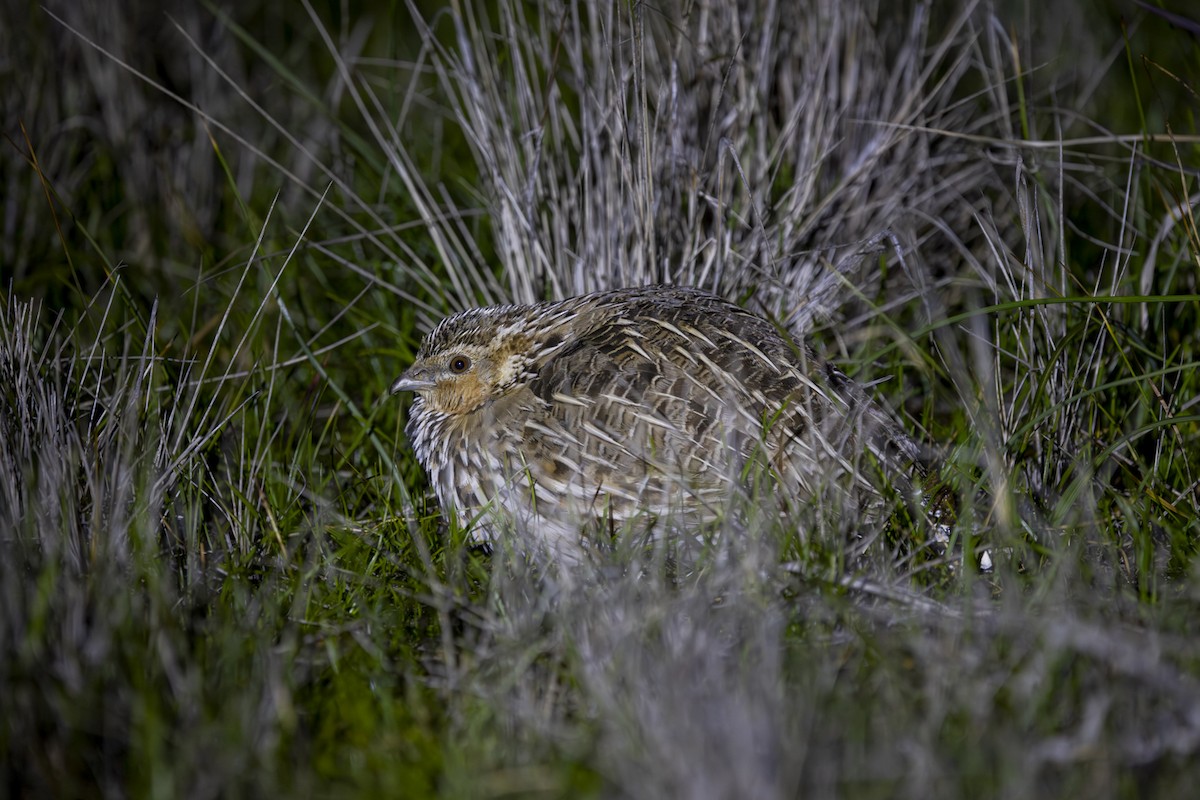 Stubble Quail - ML642510686