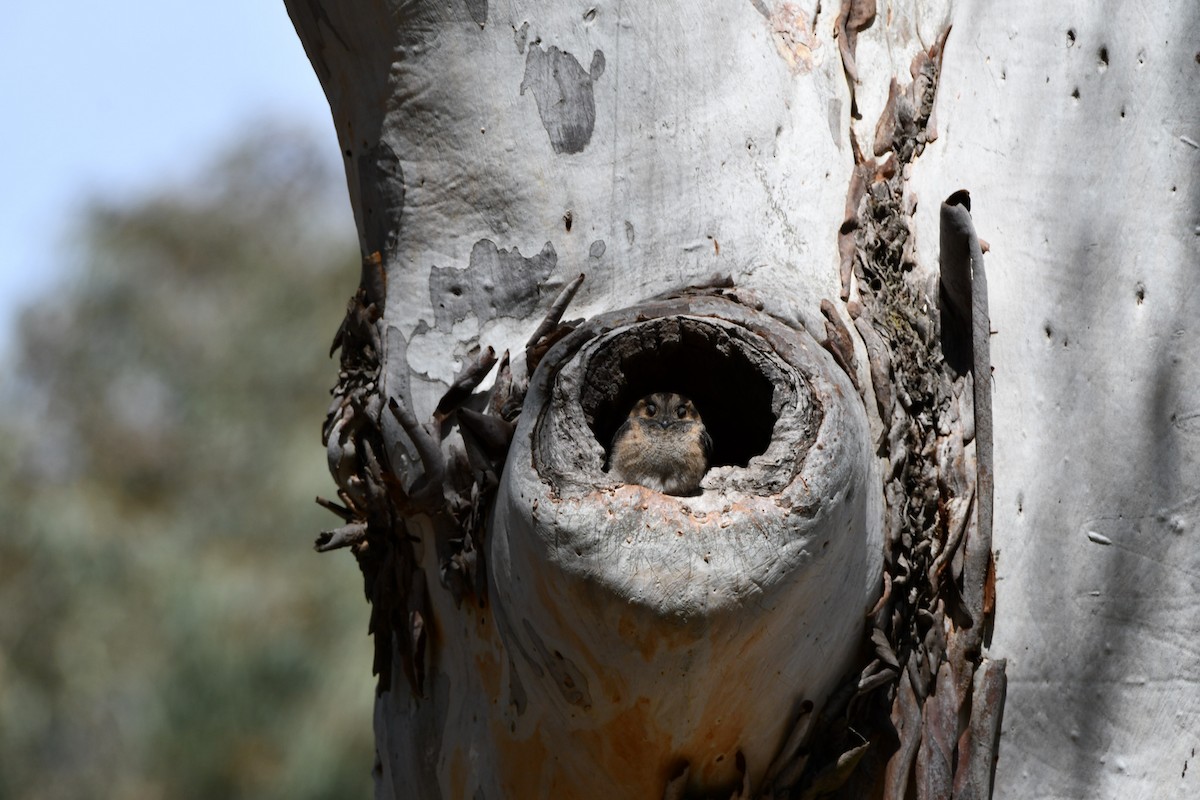 Australian Owlet-nightjar - ML642510797