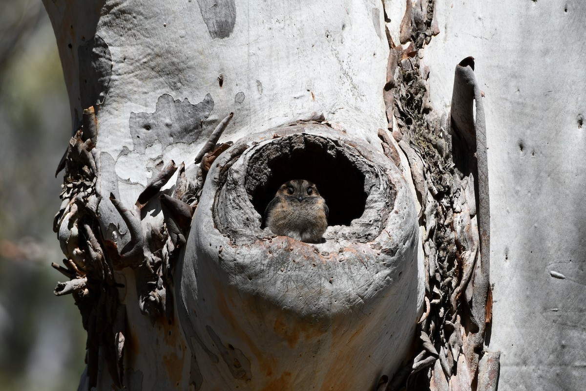 Australian Owlet-nightjar - ML642510798